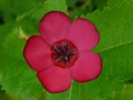 Лен красный (Linum grandiflorum rubrum)